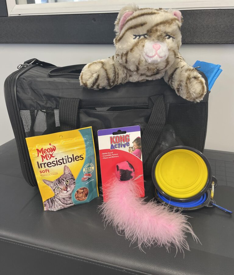 KITTEN-TRAVEL-PACKAGE