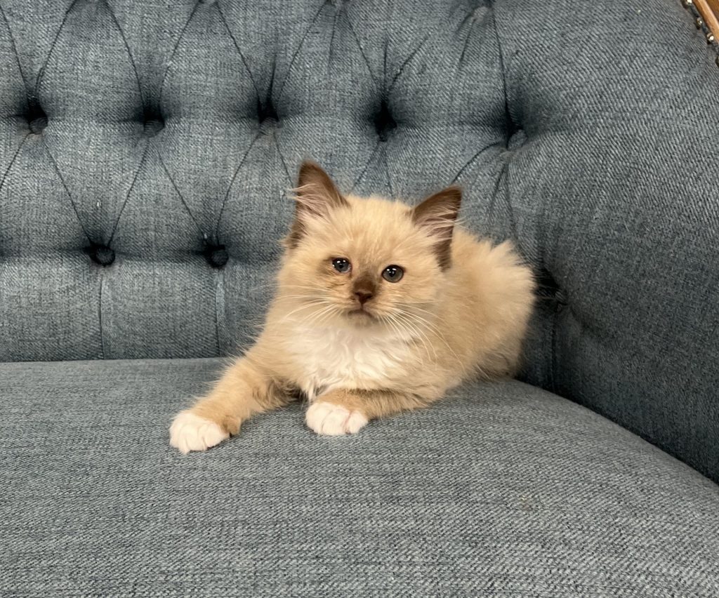 Microchip 0645 - Image 2