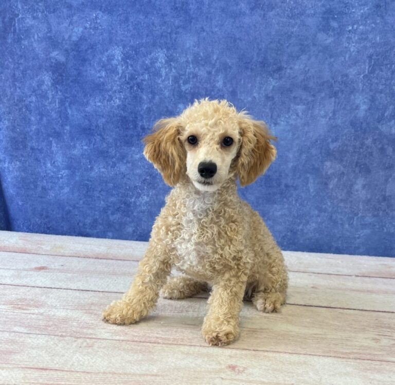 marie-0578-2-2-1024x999