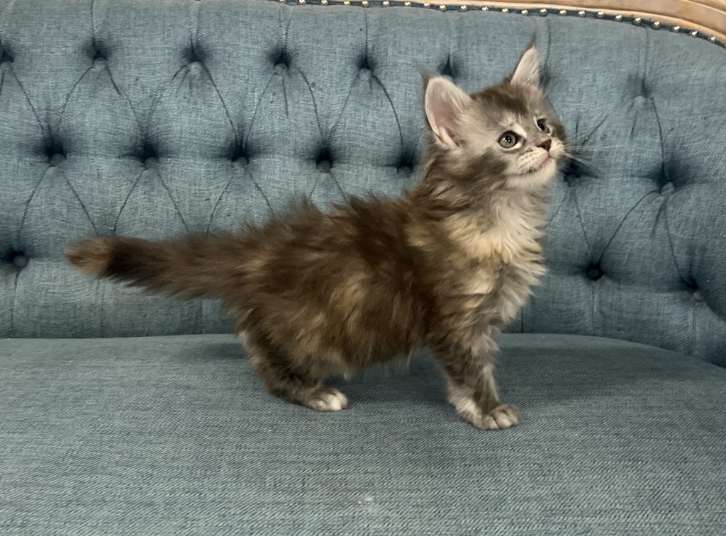 Microchip 0783 - Image 2