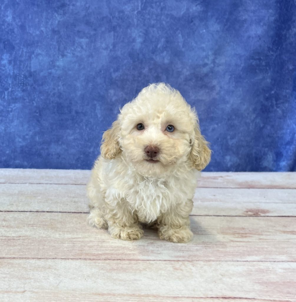 Microchip 0536 - Image 2