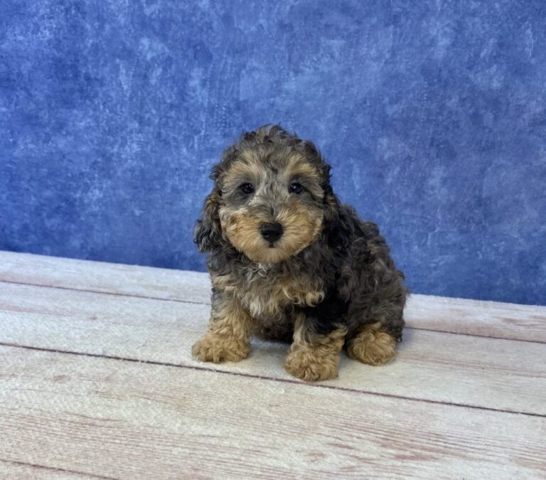 princess-0538-2-1-1024x900