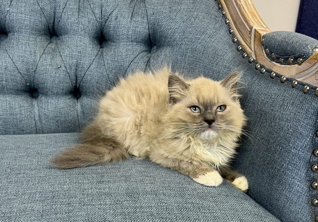 Microchip 0787 - Image 2