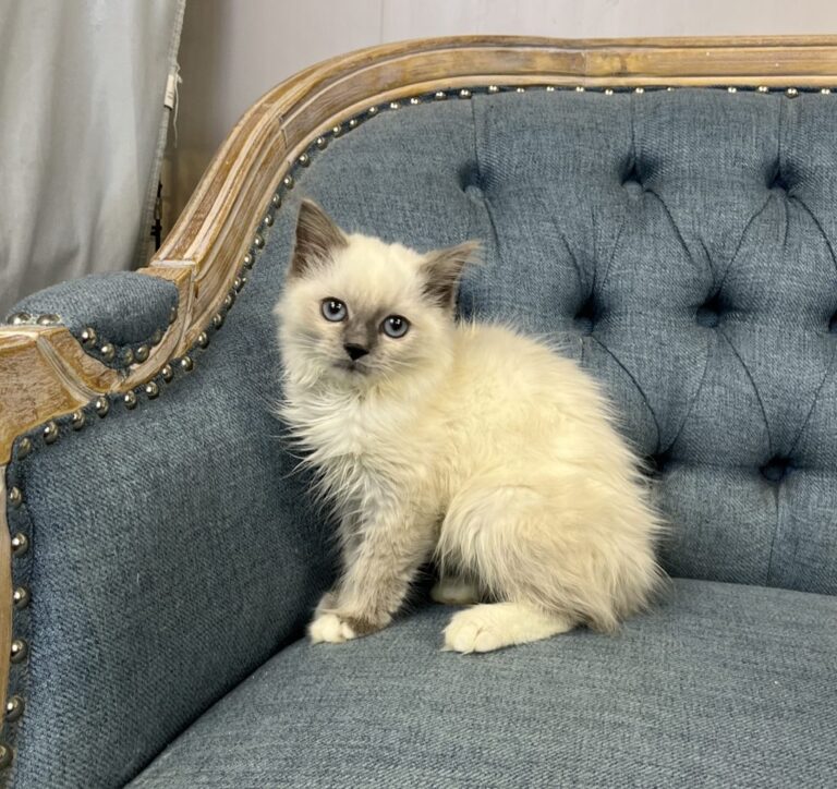 ragdoll-0791-1024x965